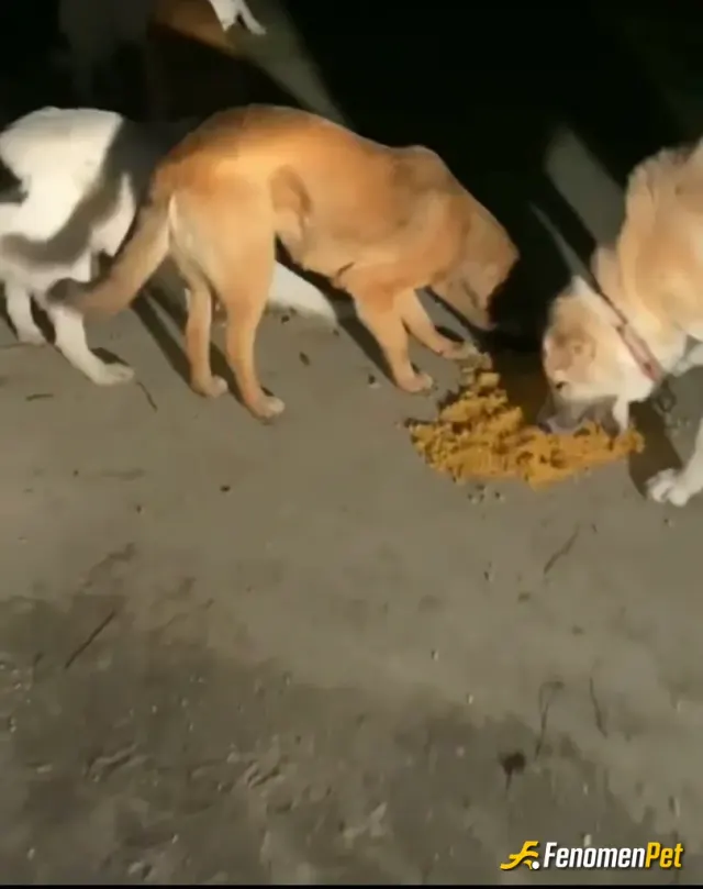 Sokak hayvanı besleme: 6,7 tane köpek polenezköy civarında belediye tarafından bırakılmış aç susuz yemek bekliyorlar yarım kova mamam