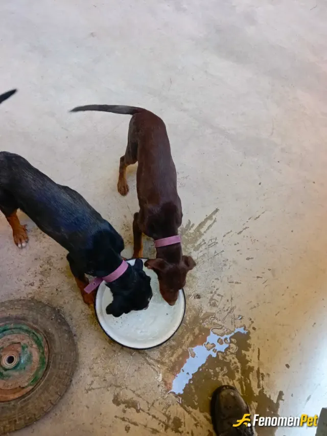 Sokak hayvanı besleme: Çevremizdeki bir çok kedi ve köpeklere su ve mama vererek onları birçok kez beslemedim. Bu resimde sıcakta sus