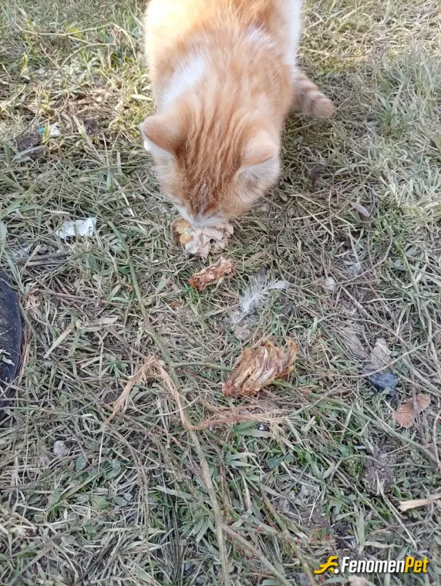 Sokak hayvanı besleme: Sokaktan geçerken bir kedi gördüm bahçeye getirdim yemek su verdim şimdilik misafirimiz☺️