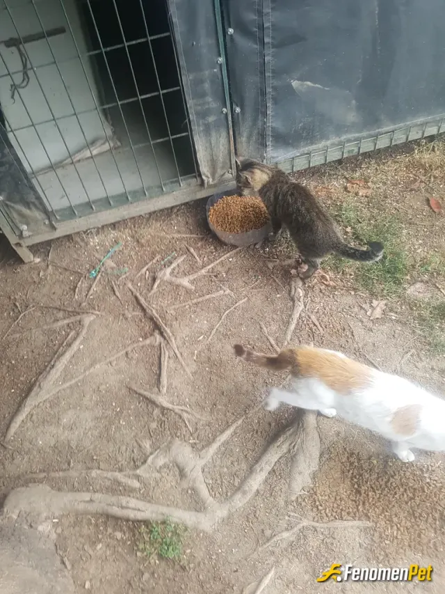 Sokak hayvanı besleme: Bizim mahallenin erkekleri hergün mama bırakırım. 😊
