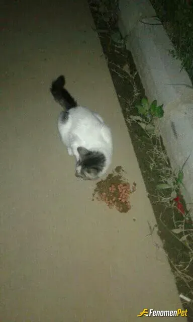 Sokak hayvanı besleme: #fenomenbet böyle bir uygulama başlattığıniz için sokak hayvanları adına teşekkür ediyorum