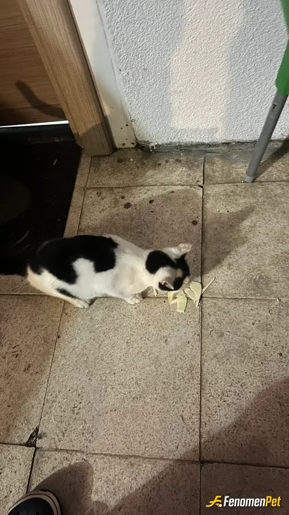 Sokak hayvanı besleme: Benim kendi evimde zaten 5 tane var besliyorum ayrı etten pansiyonum var onun önüne gelen her kedi köpege besl