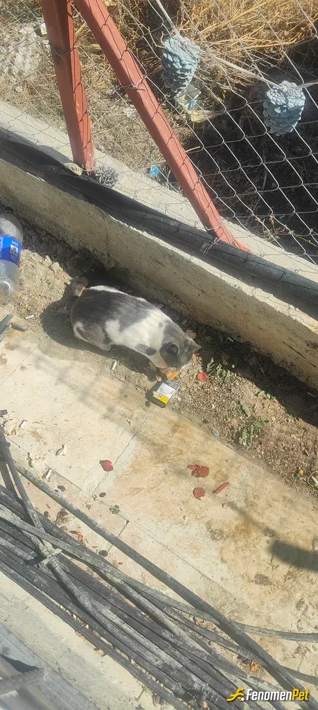 Sokak hayvanı besleme: Aslanımı sucuklu Ekmekle besliyoruz her gün maşallah tosun gibi oldu