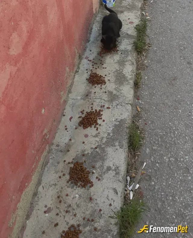 Sokak hayvanı besleme: Sokak canlarımızı koruyalım❤️