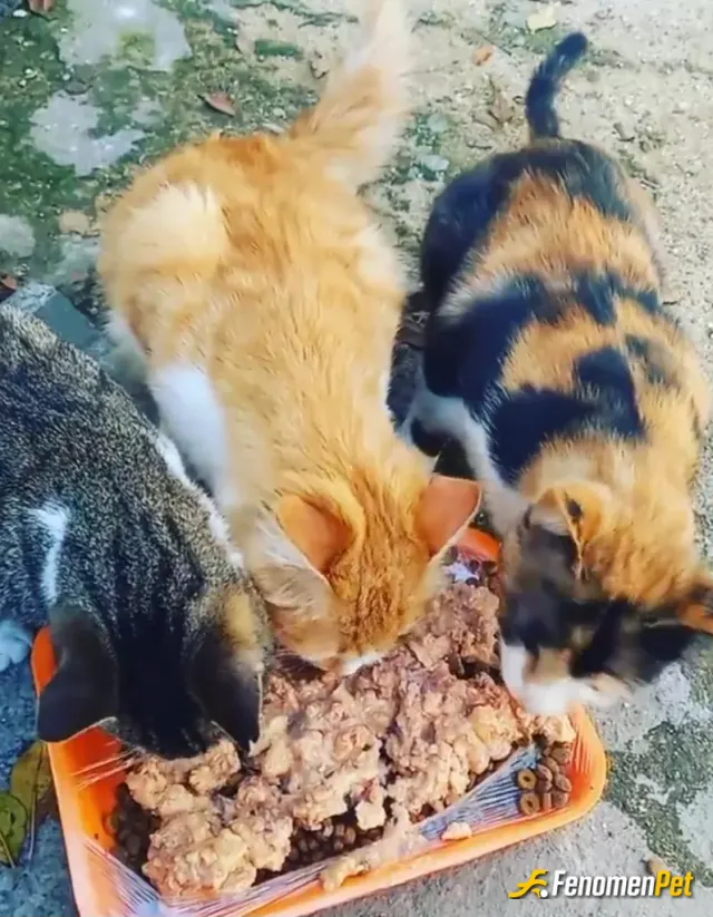 Sokak hayvanı besleme: Benim evimde de 2 adet kedi var