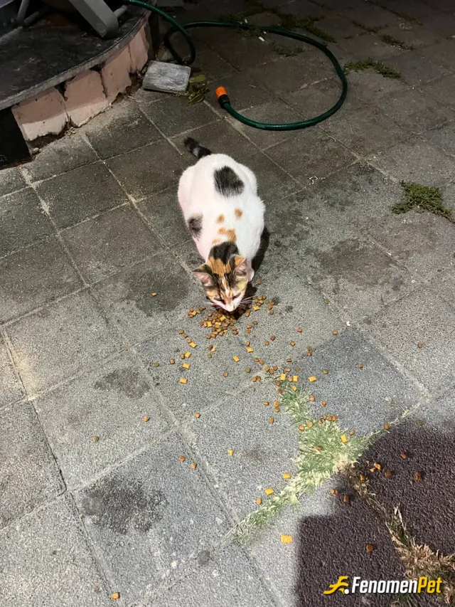 Sokak hayvanı besleme: Bu havada sokakta üşümüş hayvanlara yardım etmek için kız arkadaşımla aldığımız mamayla besliyoruz patili dost