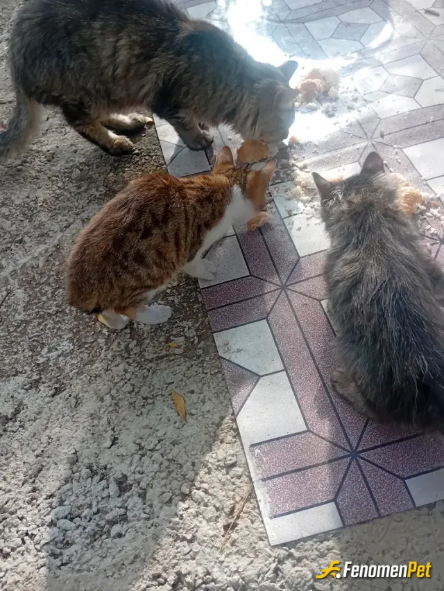 Sokak hayvanı besleme: 7/24 besliyoruz, dede 500x sevap çarpanı atar belki
Fenomenpet Fenomenbet Pati Dostu
#Fenomenbet - Fenomenb