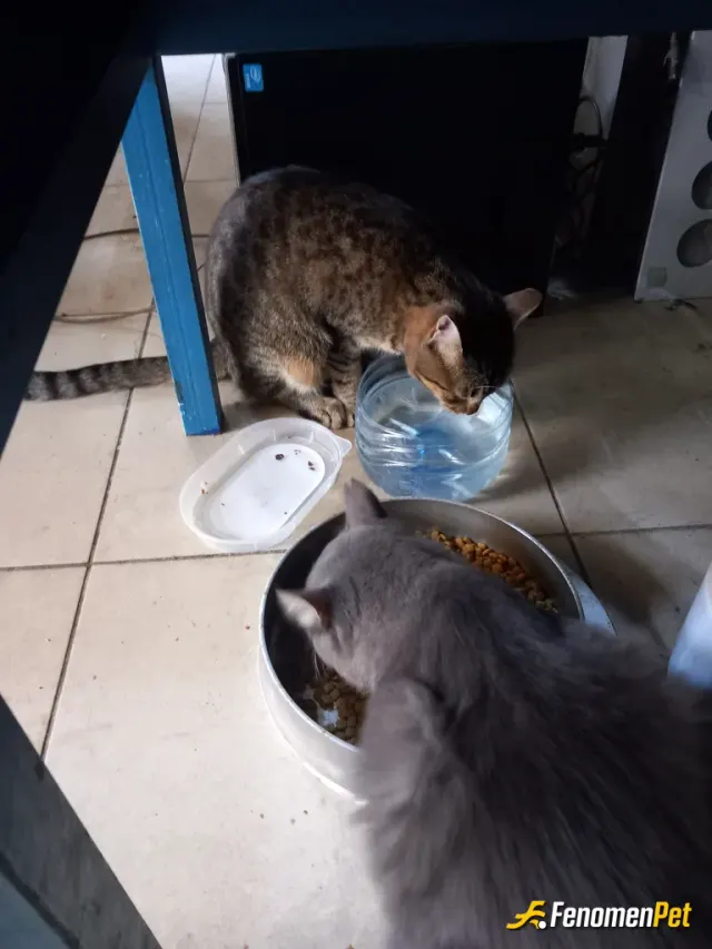 Sokak hayvanı besleme: Mama .şu ve veteriner