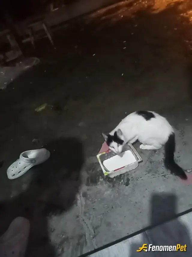 Sokak hayvanı besleme: Sokak hayvanlarını besleyelim