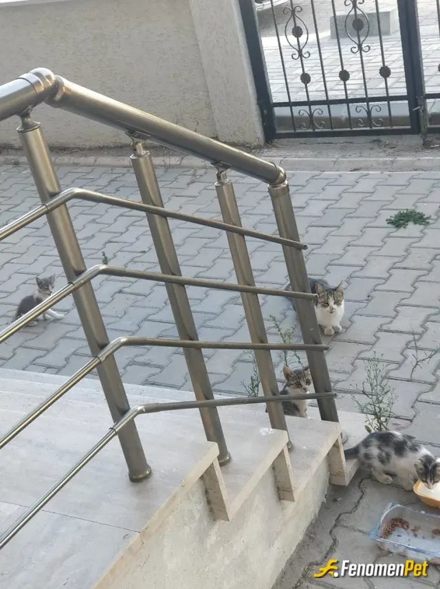 Sokak hayvanı besleme: Evimizin önünde doğum yapan anne kedi ve yavrularını doyurmak benim için insanlık borçu. Çünkü ben de evimde b