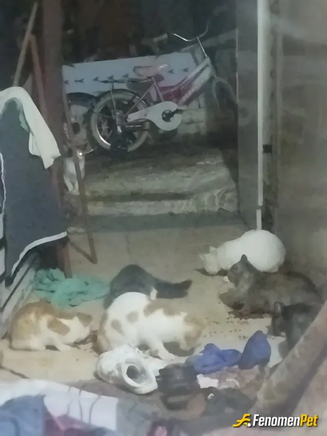 Sokak hayvanı besleme: Belirli yerlere su ve mama bırakmak