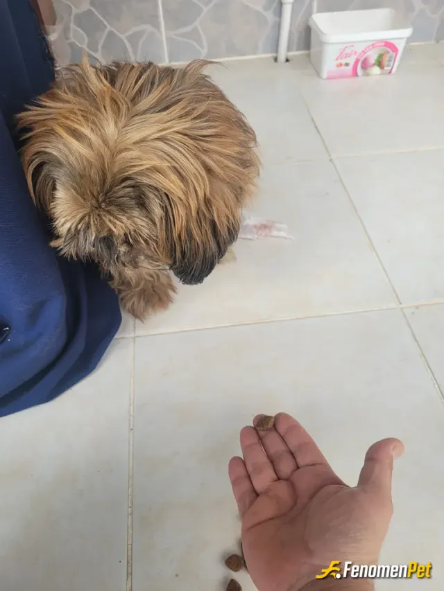 Sokak hayvanı besleme: balkonuma alarak mama ve su verdim hatta ona kartondan bir ev yaptım umarım sevmiştir😊