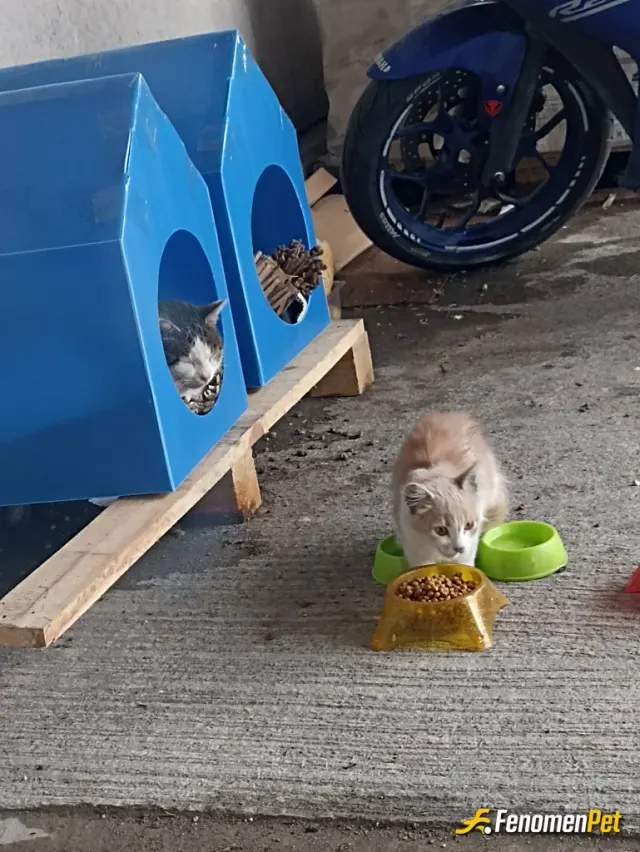 Sokak hayvanı besleme: Kış hazırlıkları yapıldı. Ulaşabildiğimiz yerlere kedi evleri koyuldu.