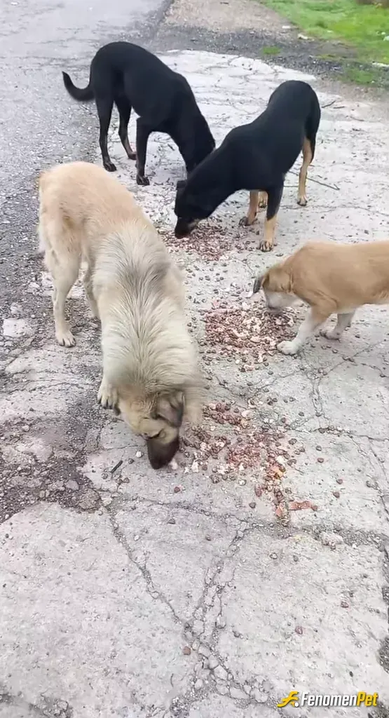 Sokak hayvanı besleme: Bu soğuk havalarda sokaktaki dostlarımıza mama dağıtımı yaptım