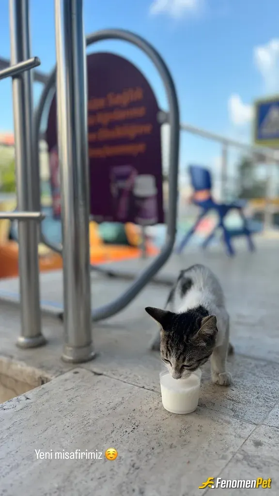 Sokak hayvanı besleme: Bizden biri oldu artık ☺️