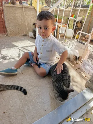 Sokak hayvanı besleme: Harikayız