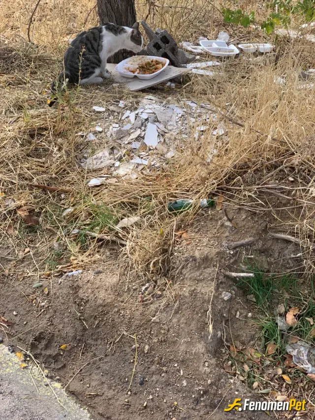 Sokak hayvanı besleme: Pati dostu