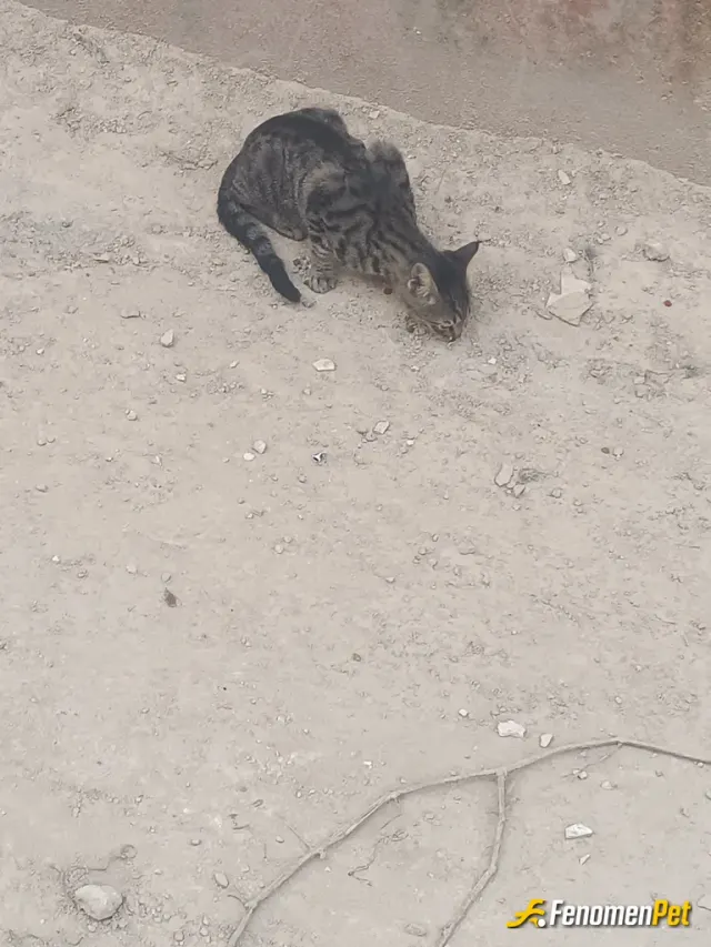Sokak hayvanı besleme: 🥰