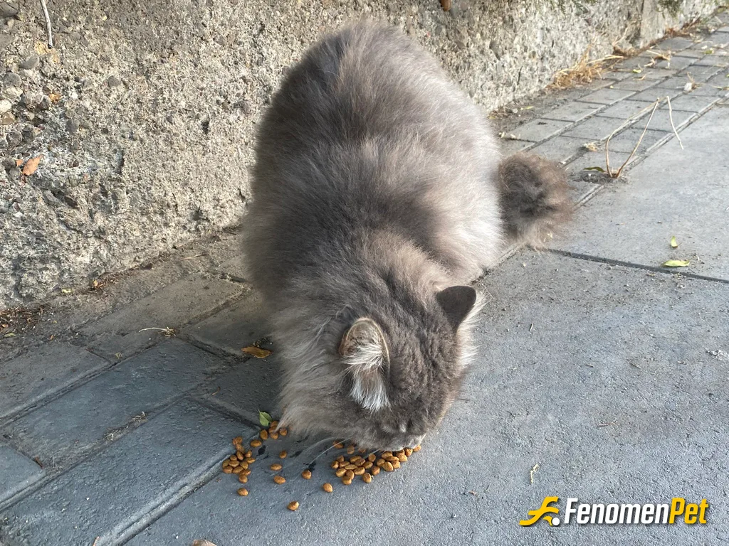 Sokak hayvanı besleme: @Fenomenpet ihmal etmeyelim