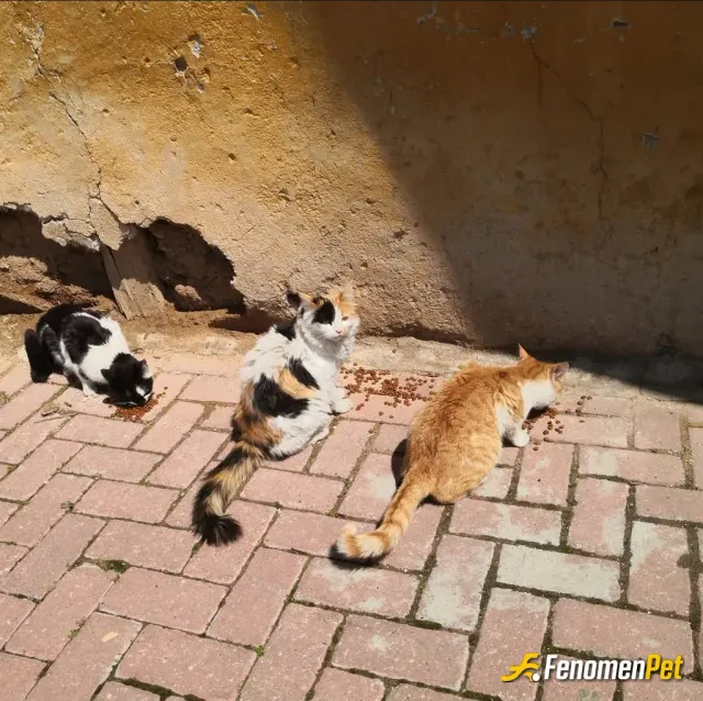 Sokak hayvanı besleme: Bizim mahallenin 3 kedisi her sabah işe giderken peşimden gelirler ben de onları beslerim onlar benim canım 😍