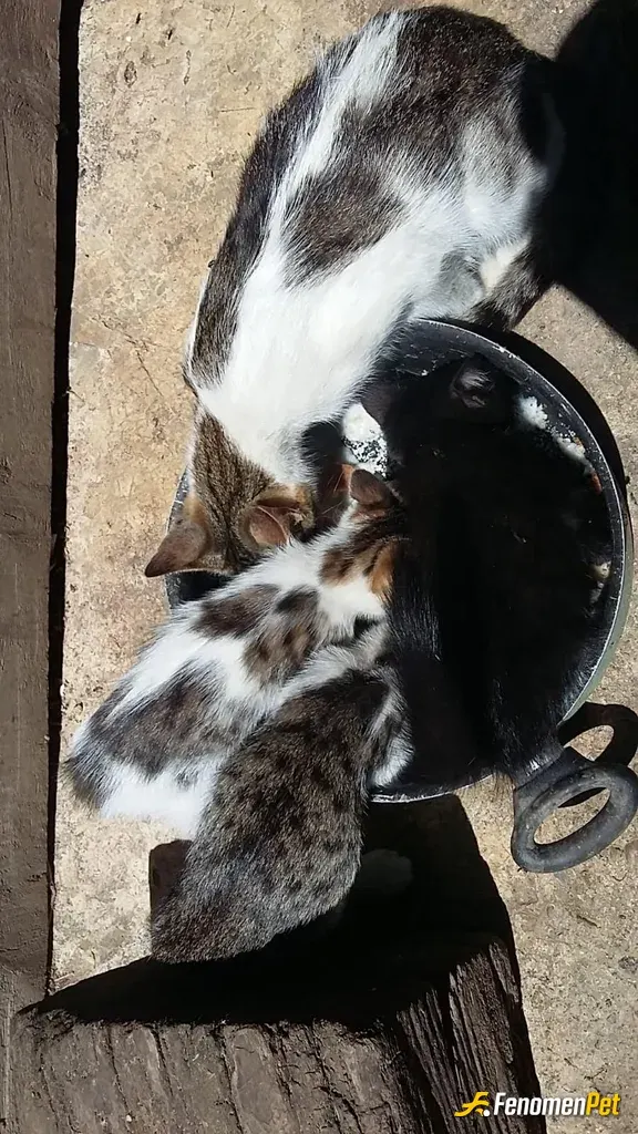 Sokak hayvanı besleme: Fenomenpet Fenomenbet Pati Dostu