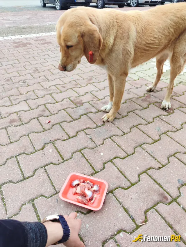 Sokak hayvanı besleme: Beraber yemek yemenin dışında güzel muhabbet ediyoruz 🙂