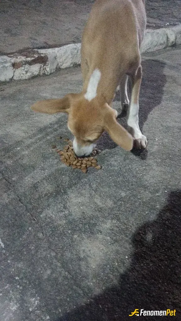 Sokak hayvanı besleme: Çokta masum değiller mi ? 🐶