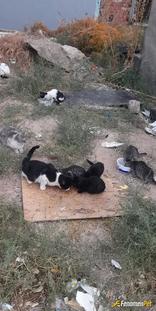 Sokak hayvanı besleme: Yolda gördüm mama alip verdim