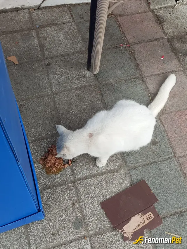 Sokak hayvanı besleme: Sokak hayvanlarına sahip çıkalım...