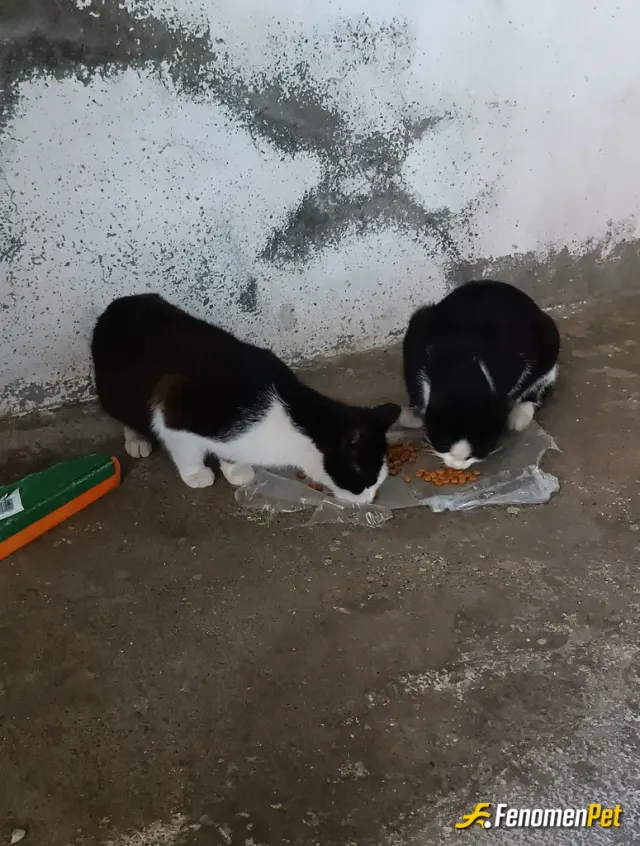 Sokak hayvanı besleme: Kedim Asya