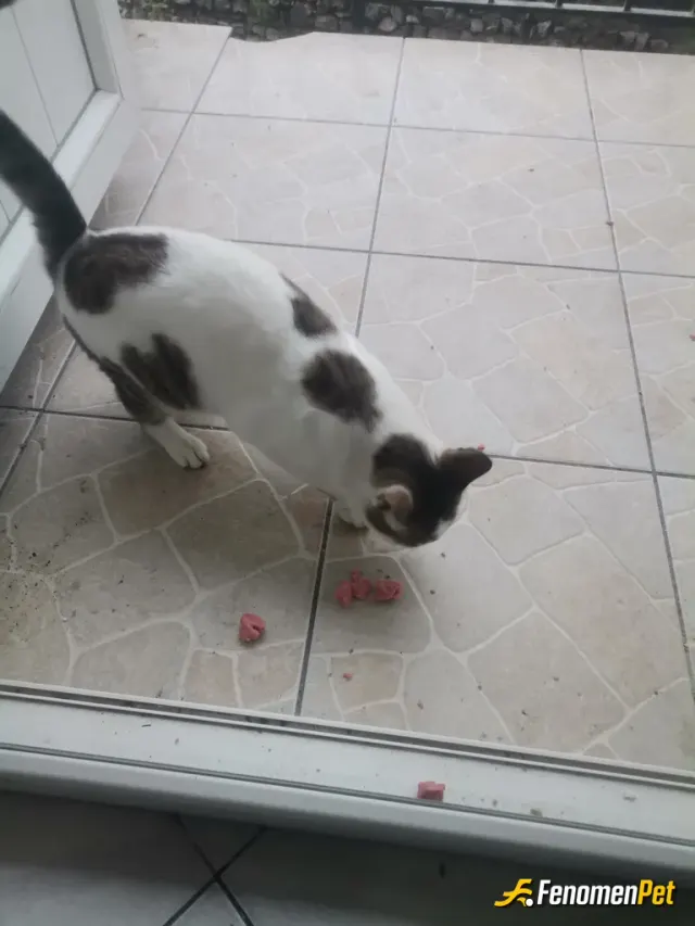 Sokak hayvanı besleme: Davetsiz misFIR