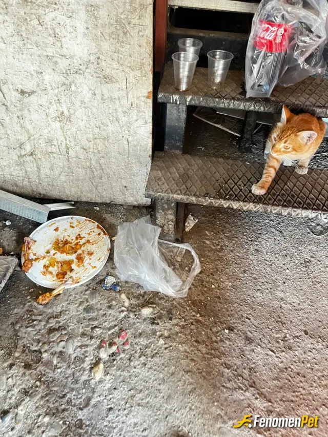 Sokak hayvanı besleme: Bu kedi çok aç görünüyordu mama bulamadım kendi öğle yemeğimden ona da verdim.