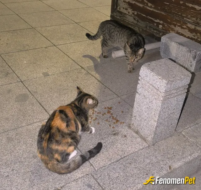 Sokak hayvanı besleme: Kendi almış olduğum kedi mamasıyla sokak kedilerine her zaman desteğimi sürdürmeye devam edeceğim. Bu sevimli