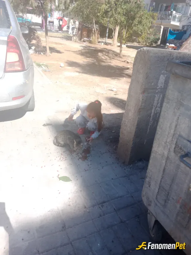 Sokak hayvanı besleme: Kızım ve oğlumla birlikte kedilere mama verdik hem çocuklarıma hayvan sevgisini aşılamış oldum hemde bizim içi