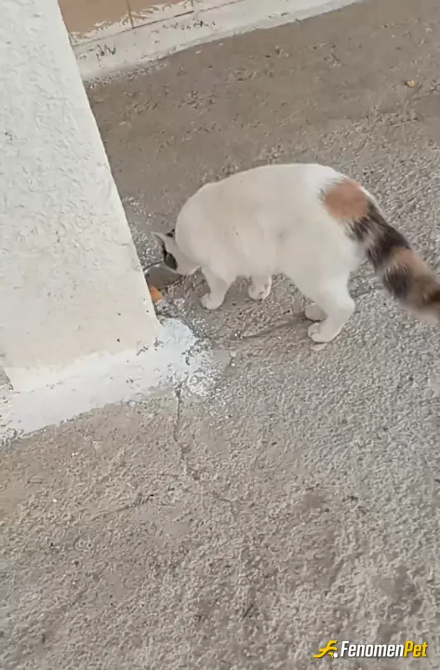 Sokak hayvanı besleme: Devamlı yaz, kiş unutmam, ayırt etmeden beslerim yuva yaparım kişlari