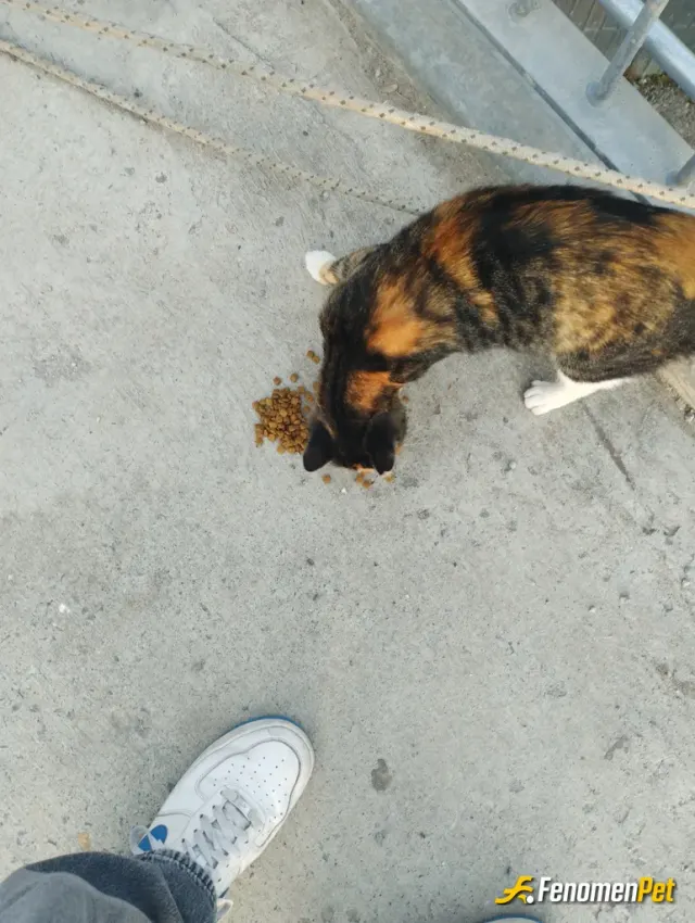 Sokak hayvanı besleme: #Fenomenpet Fenomenbet Pati Dostu
Sokak hayvanları hepimizin dostu dostlarımızı yanlız bırakmayalım lütfen !!