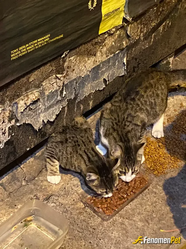 Sokak hayvanı besleme: canlarımmm