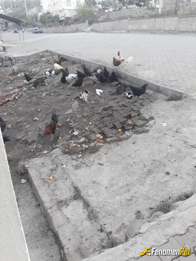 Sokak hayvanı besleme: 20 tane kedi var kasapta balık ve tavuk getiriyoruz