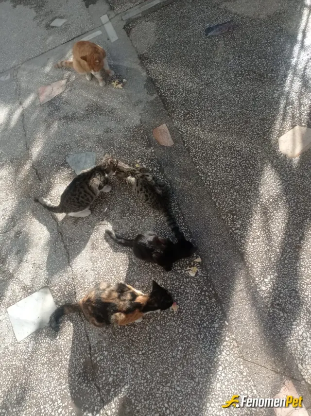 Sokak hayvanı besleme: mama evde pişen yemekler