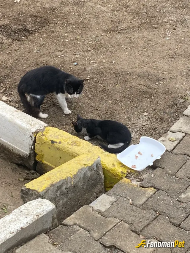 Sokak hayvanı besleme: Et görünce dayanamıyorlar