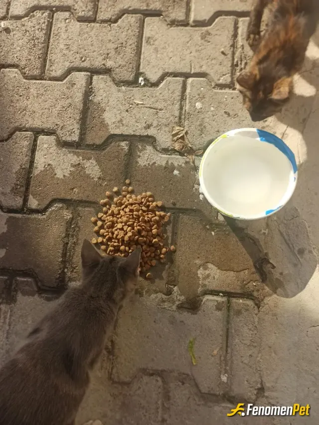 Sokak hayvanı besleme: #Fenomenpet Fenomenbetin bu bonusuyla kazanacağım para ile kedilere mama alacağım:)