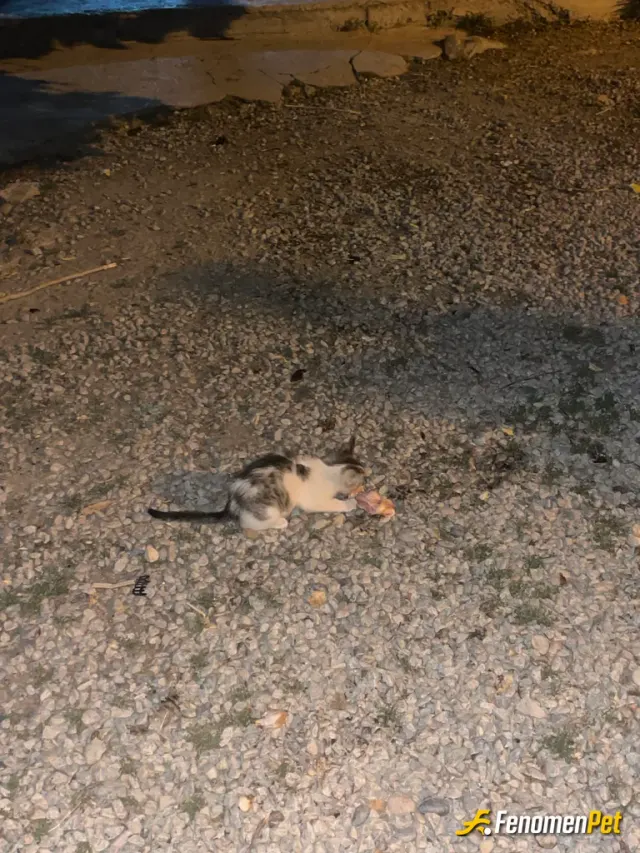 Sokak hayvanı besleme: #fenomenpet fırsat buldukça sokak hayvanlarını beslerim 🥰🥰