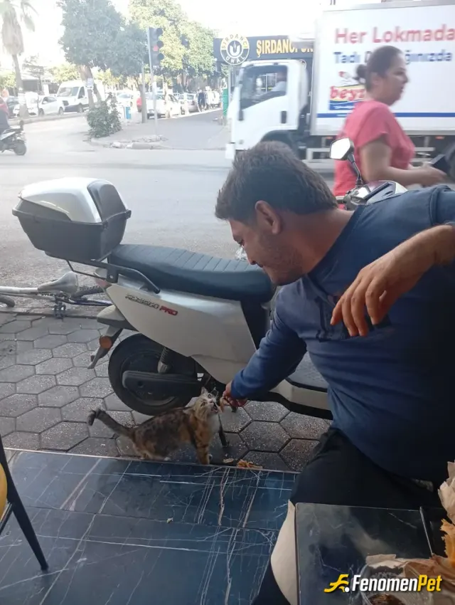 Sokak hayvanı besleme: Söylemesi ayıp döner yemeye gitmiştik. Ben 1 tane kendim icin yarımda bana çok masum ve tatli bakan kedicik iç