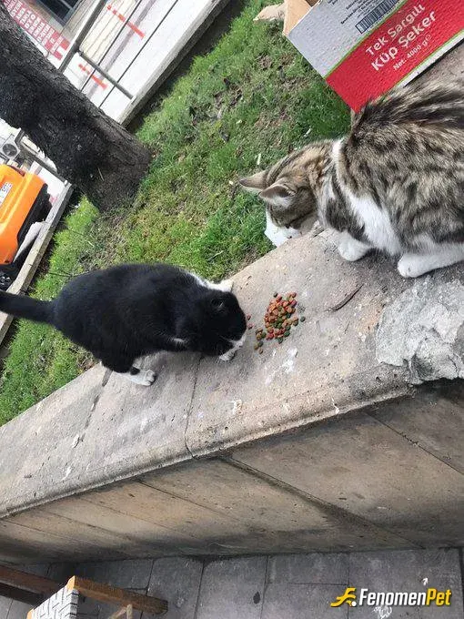 Sokak hayvanı besleme: #Fenomenpet
Her zaman bir kap su mama veriyorum