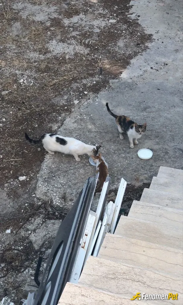 Sokak hayvanı besleme: Yavrularıımm 🐈♥️