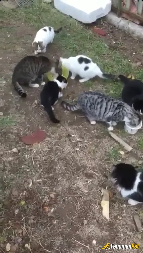Sokak hayvanı besleme: bahçemde toplam 20 kedi besliyorum. ve bu projeyi gerçekleştirdiğiniz için ayrıca teşekkür ediyorum