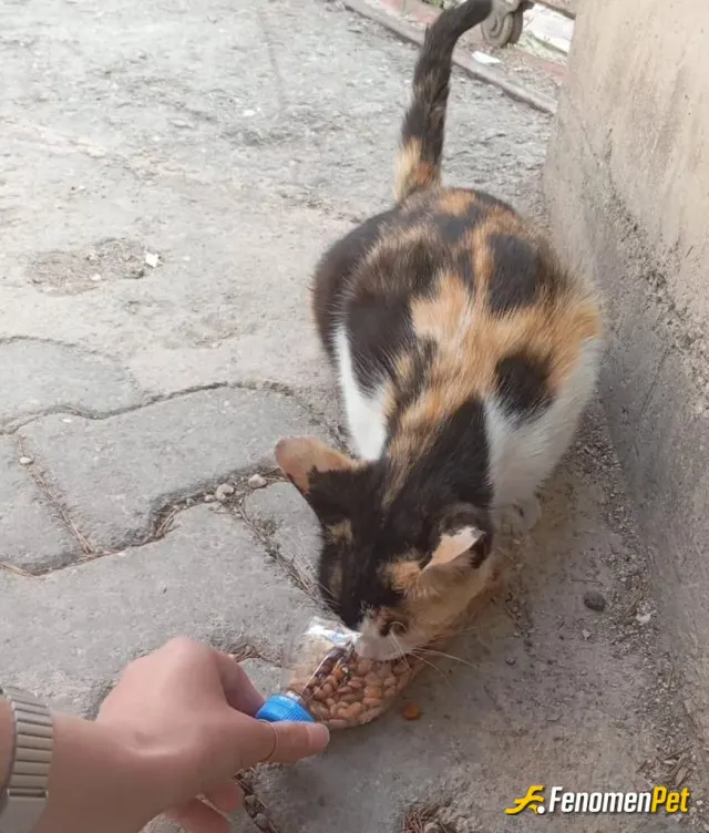 Sokak hayvanı besleme: Zaten her gün yaptığım bir şeydi böyle bir şey yapıyor olmanız gayet hoşuma gitti
