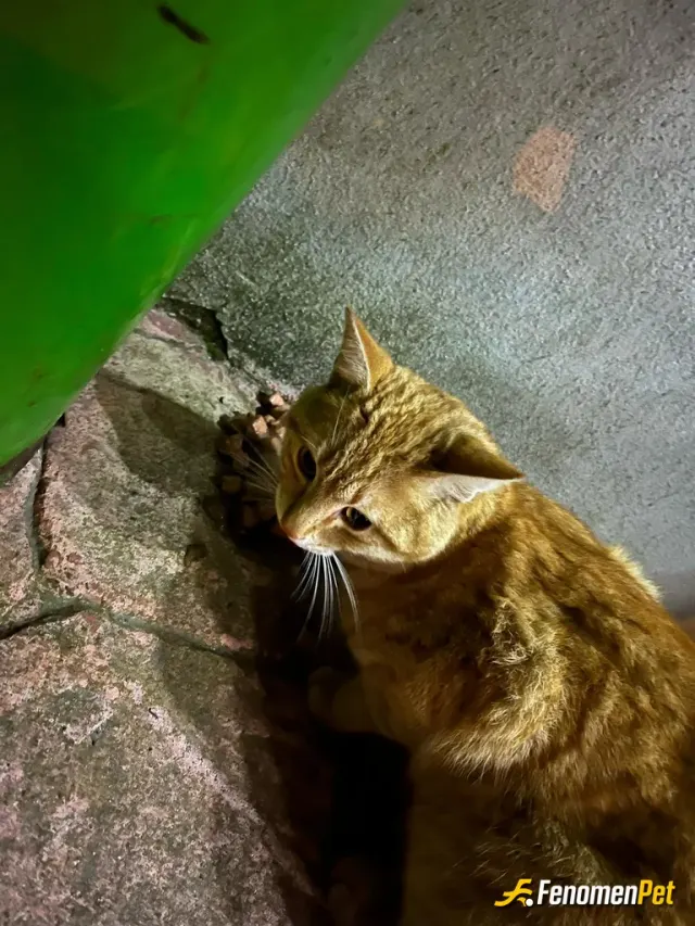 Sokak hayvanı besleme: Mama