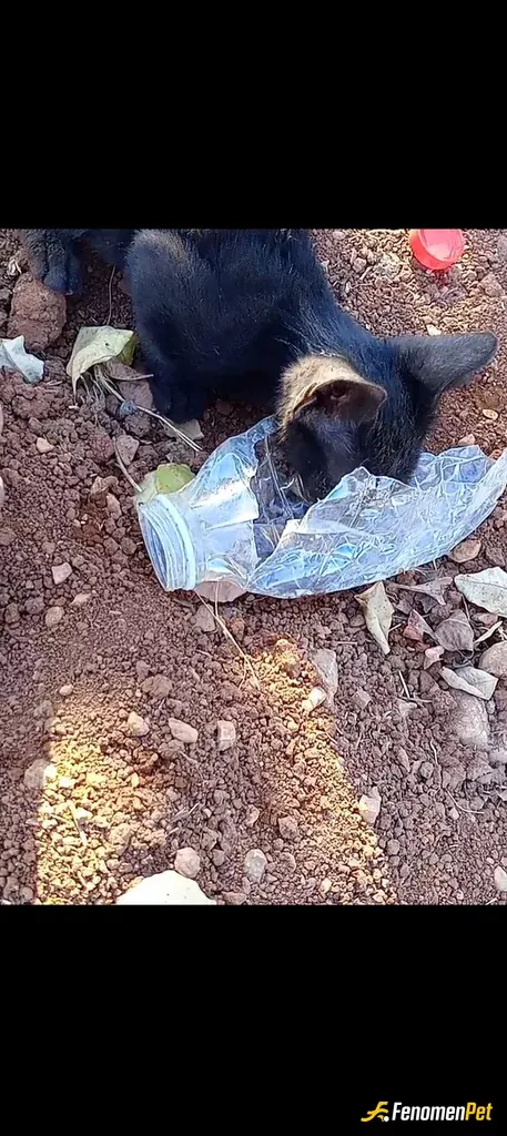 Sokak hayvanı besleme: Çok susmiştti