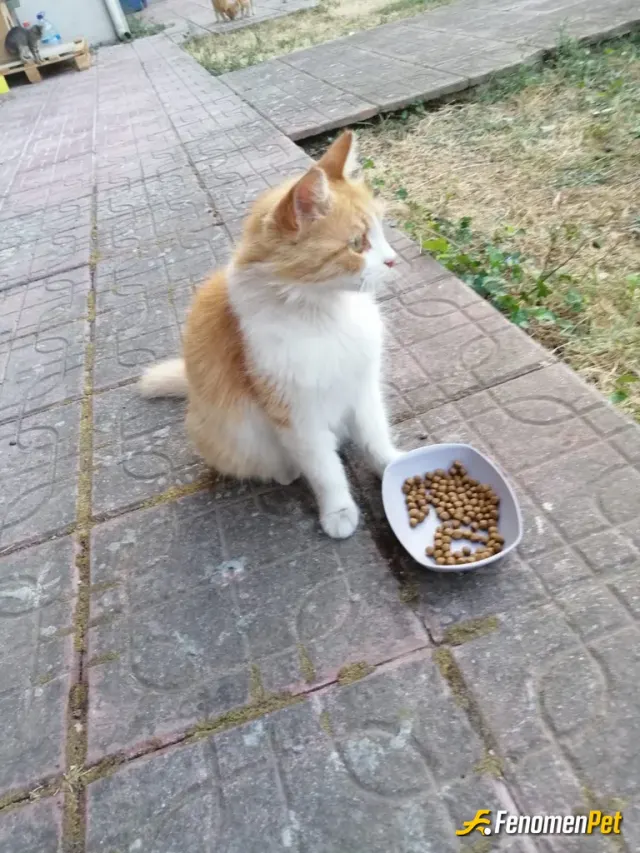 Sokak hayvanı besleme: Sevgili limoncuğumuzun günlük rutin halleri❤️❤️ #fenomenpet